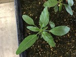 Waterhemp Resistance Evolution and Status