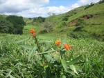 Manejo de Plantas Daninhas em Sistemas de Gramíneas Forrageiras