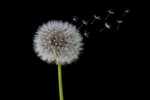 Dispersão de plantas daninhas resistentes a herbicidas no mundo