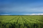 Growers' Feedback on the Use of Cover Crops for Weed Management in Nebraska